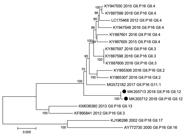 Phylogenetic tree of open reading frame 1 for norovirus GII.P16 strains. Black dots indicate nucleotide sequences of novel GII.P16-GII.12 strains identified in Alberta, Canada, during March 2018–February 2019. GenBank accession numbers and year identified are provided. Scale bar indicates nucleotide substitutions per site.