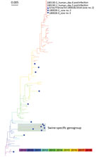 Thumbnail of Maximum-likelihood phylogenetic tree of hemagglutinin segments from influenza A(H1N1)pdm09 isolates from swine (blue dots) and humans, France, 2009–2018. Shaded box indicates swine-specific genogroup previously described by Chastagner et al. (6).