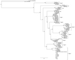 Thumbnail of Phylogenetic tree showing major piroplasm surface unit gene sequences for Theileria species. The tree uses reference sequences from the major genotypes for T. orientalis (4). Sequences from infected cattle in Virginia, USA, cluster with genotype 2 sequences. Numbers along branches are bootstrap values. Scale bar indicates nucleotide substitutions per site.