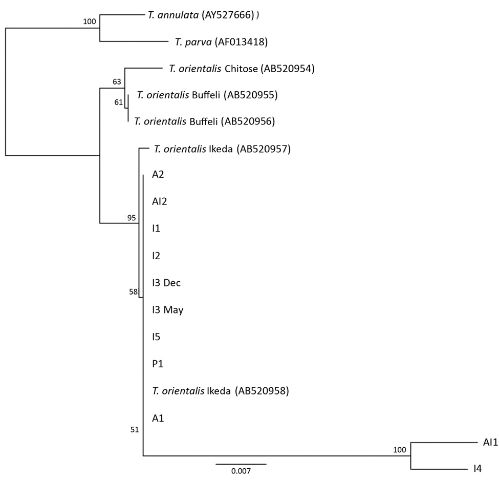 Phylogenetic tree showing small subunit rDNA gene sequences for Theileria species. Representative samples from cattle in 6 herds in Virginia, USA, cluster with the reference sequences for the Ikeda genotype. The next most closely related branch is composed of T. orientalis Chitose genotype and then T. orientalis Buffeli genotype. The outgroup is composed of a single reference sequence each for T. parva and T. annulata. Small subunit rDNA sequences for I4 and Al1 were of low quality (6.4% and 3.9