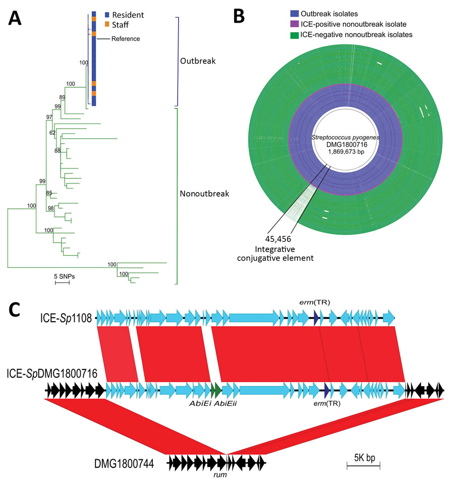 Comparative genomic analyses of 55 (18 outbreak and 37 nonoutbreak) associated emm81 group A Streptococcus (GAS) isolates from New Zealand, 2014. A) Midpoint-rooted maximum-likelihood phylogenetic analysis of the emm81 GAS population based on alignment of 336 high-quality single-nucleotide polymorphisms. Green branches indicate nonoutbreak isolates and blue branches indicate the clonal outbreak isolates. Outbreak isolates obtained from eldercare residents (blue) and staff members (orange) were i