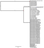 Rooted maximum-likelihood phylogenetic tree based on the cytochrome oxidase c gene sequence from 73 Onchocerca lupi nematode samples, including 43 newly obtained samples from 37 coyotes, 4 dogs, and 2 humans, southwestern United States, 2015–2018. This analysis covers 432 bases. Branch lengths indicate the number of single-nucleotide polymorphisms; red dots indicate bootstrap values >99; blue dots indicate bootstrap values <65. Countries of collection, host species, and year of collection are indicated. Newly sequenced specimens are in bold. Scale bar indicates number of nucleotide substitutions per site.
