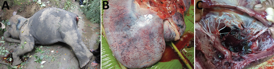 Gross morphologic characteristics of Asian elephant calf no. 3 (MP03) that had endotheliotropic herpesvirus hemorrhagic disease in logging camp, Myanmar. A) Before postmortem necropsy. B) Hemorrhagic lesions on intact surface of the liver. C) Hemorrhagic lesions inside the atrium and valves of the dissected heart.