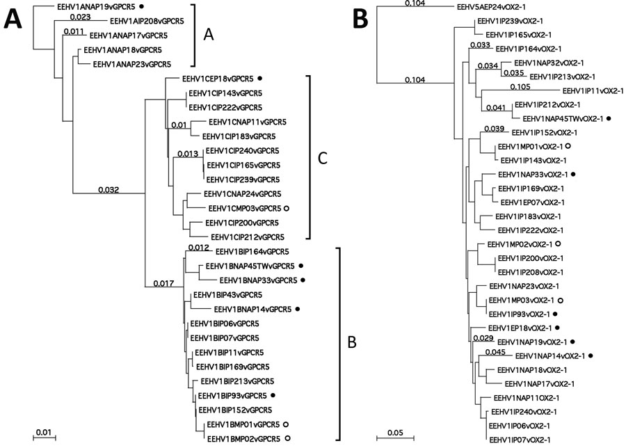 Protein level phylogenetic trees for Asian elephant calves that had endotheliotropic herpesvirus hemorrhagic disease in logging camp, Myanmar. Shown are comparison of examples of Asian EEHV1 at 2 representative hypervariable loci. A) EEHV1 E5(vGPCR5). B) E54(vOX2-1). Bayesian linear phylogenetic trees were generated from translated amino acid data in MEGA5.4.6 (https://www.megasoftware.net) by using similar aligned datasets as in Figure 2. Evolutionary history was inferred by using the maximum-l