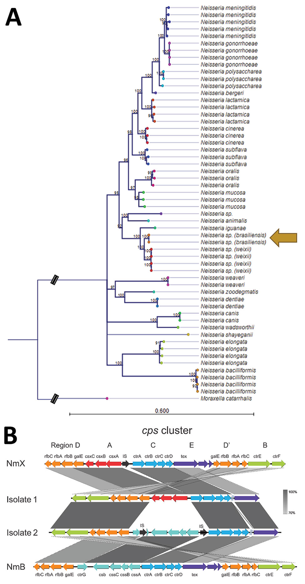 Analyses of newly characterized Neisseria species, Brazil. A) Maximum-likelihood phylogenetic tree of 53 aligned ribosomal multilocus sequence typing genes with 1,000 bootstrap replicates using Moraxella catarrhalis as an outgroup. Bootstrap support values &lt;90% are not shown. Scale bar represents number of substitutions per site. B) cps sequences in isolates 1 (N.95-16) and 2 (N.177-16) relative to meningococcal reference genomes. Arrows represent genes, which are color coded by previously de