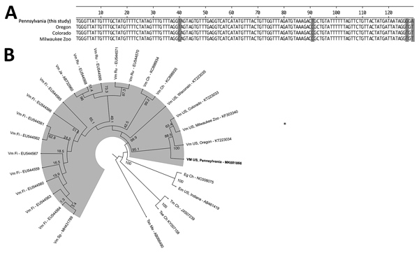 Test results for woman with disseminated Versteria sp. cestode infection, Pennsylvania, USA. A) Sequence of the 129-bp fragment of cytochrome c oxidase subunit 1 (cox1) gene from patient compared with 3 closely related Versteria sp. isolates from the United States. Shading indicates differing nucleotides. B) Phylogenetic tree based on the cox1 gene of all reported Vm cox1 sequences with country of origin and other clinically relevant cestodes; GenBank accession numbers are provided. Boldface ind