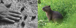 Thumbnail of Feces of capybara (Hydrochoerus hydrochaeris) (A) and image of capybara (B), French Guiana. The length of the middle fingernail, which is often used in the field for feces measurement, is 12 mm. Photographs by Nicolas Defaux, http://www.photographienature.com.