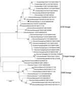 Thumbnail of Maximum-likelihood phylogeny of the influenza D virus hemagglutinin-esterase fusion (HEF) gene constructed for study of influenza D virus in cattle, United States. Representative US strain D/bovine/Kansas/14-22/2012 (black dot), used as antigen in hemagglutination inhibition analysis, was aligned with reference strains from the Influenza Research Database (http://www.fludb.org) obtained on September 28, 2018. Bootstrap values &gt;70% (1,000 replicates) are shown to the right of the 