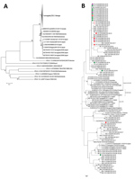 Thumbnail of A) Phylogenetic analysis of human parechovirus type 3 strains collected during 2016–2018 from patients hospitalized in Freiburg, Germany, along with strains from 4  geographic regions in Germany based on the viral protein 1 region (678 nt) of the polyprotein gene (n = 74). B) Phylogenetic analysis of Yamagata/2011 parechovirus lineage. Color code depicts wards in the 2 Freiburg hospitals: green, A3; red, B1; pink, B3; purple, B4. Cases in twins are marked with open circles. Scale ba