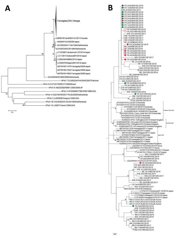 A) Phylogenetic analysis of human parechovirus type 3 strains collected during 2016–2018 from patients hospitalized in Freiburg, Germany, along with strains from 4  geographic regions in Germany based on the viral protein 1 region (678 nt) of the polyprotein gene (n = 74). B) Phylogenetic analysis of Yamagata/2011 parechovirus lineage. Color code depicts wards in the 2 Freiburg hospitals: green, A3; red, B1; pink, B3; purple, B4. Cases in twins are marked with open circles. Scale bars indicate n