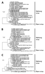 Thumbnail of Phylogenetic trees showing evolutionary relationships of Marburgviruses from Egyptian fruit bats (Rousettus aegyptiacus), Zambia, 2018 (boldface), and reference viruses. The trees were constructed based on nucleotide sequences of 440 nt for the nucleoprotein gene (A), 296 nt for the viral protein 35 gene (B), and 238 nt for the RNA-dependent RNA polymerase gene (C) by using the maximum-likelihood method in MEGA7 (11). Nucleotide sequences of representative Marburgvirus strains were 
