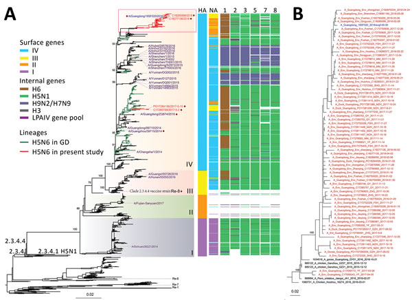 Phylogeny of influenza A(H5N6) viruses collected in, Guangdong Province, China, January 2013–October 2018, compared with reference isolates. A) Viruses of clade 2.3.4.4 H5N6 viruses are divided into 4 subgroups (I-V) on the basis of the surface genes (HA and NA). Colors in key distinguish surface and internal genes. The A/chicken/Guizhou/4/2013 (Re-8) vaccine strain and viral strains used for HI testing are labeled. The 2018 human H5N6 isolate from Guangdong province is blue, human H5N6 virus se