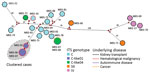 Thumbnail of Median-joining analysis of the multilocus sequence typing (MLST) data for 22 Enterocytozoon bieneusi isolates from 3 different hospital centers in France, determined by using Network version 5.0.1.1 and Network Publisher version 2.1.1.2 software (http://www.fluxus-engineering.com). Circles are proportional to the frequency of each genotype (a total of 20 multilocus genotypes were obtained based on segregating sites). Pairwise differences &gt;25 single-nucleotide polymorphisms (SNPs)