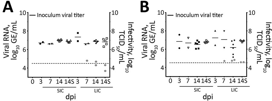Viral RNA titers and infectivity of intestinal contents of (A) chicks and (B) poults in a study of infection and transmission of porcine deltacoronavirus in poultry. Inoculum viral titer represents the genomic equivalent (GE) of inoculum administered at onset, 9.71 log10 GE/mL. Gray dots represent infectivity at 7 and 14 dpi, expressed in log10 TCID50/mL, as indicated on the right y-axis. Dashed line indicates detection limit of 4.6 log10 GE/mL of PDCoV in samples. Shapes represent individual bi