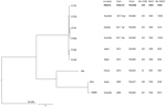 Thumbnail of Core single-nucleotide variant (SNV) phylogenetic tree of ceftriaxone-resistant Neisseria gonorrhoeae identified from enhanced surveillance in Alberta, Canada (bold), and reference isolates. The maximum-likelihood phylogenetic tree is rooted on the reference genome of N. gonorrhoeae FA1090 (GenBank accession no. NC_002946.2). Scale bar represents the estimated evolutionary divergence between isolates on the basis of average genetic distance between strains (estimated number of subst