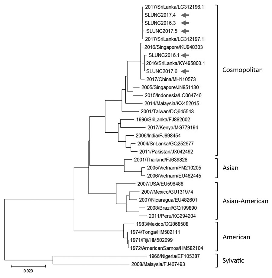 Phylogenetic tree for 5 dengue virus 2 (DENV-2) isolates from late 2016 and 2017 dengue epidemic (arrows), Sri Lanka, and reference DENV-2 strains. The tree is based on a 1,485-nt fragment that encodes the envelope protein. Classification and naming of DENV-2 genotypes are based on (16). The evolutionary history was inferred using the neighbor-joining method (17). The optimal tree with the sum of branch length = 0.44012906 is shown. The tree is drawn to scale, with branch lengths in the same uni