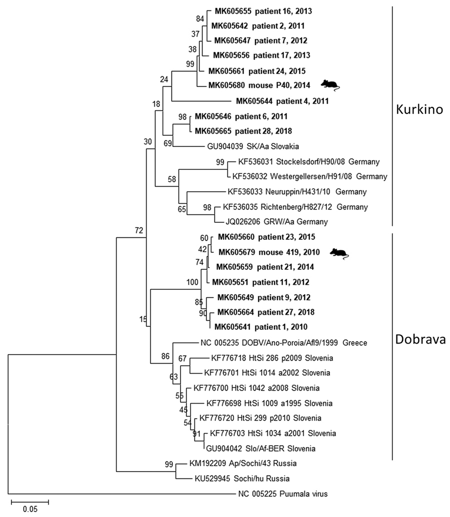 Phylogenetic tree constructed with partial 195-bp fragments of the DOBV large segment from humans and mice, Czech Republic, 2010–2018. Sequences from this study (bold) were compared with available sequences from the GenBank database; patient numbers are provided, and mouse samples are labeled. Samples with sequences identical to another sample were excluded for simplification purposes. Sequences were aligned with BioEdit (9), and the phylogenetic tree was prepared by using MEGA 7.0 (https://mega