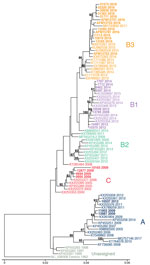 Thumbnail of Phylogenetic relationships between Philadelphia whole enterovirus D68 (EV-D68) genomes, including AFM cases, Philadelphia, Pennsylvania, USA, 2009–2018. EV-D68 polyprotein sequences from GenBank (n = 55) and this study (n = 28) were used to build a maximum-likelihood tree. EV-D68 clades, defined in prior publications, are indicated. Sequences from this study are indicated in bold, and AFM cases are indicated with that prefix. AFM, acute flaccid myelitis. Scale bar indicates nucleoti