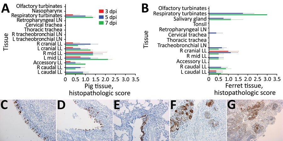 Histopathologic and immunohistochemical analyses of tissues from pigs or ferrets directly infected with swine influenza A(H1N2) reassortant virus showing mild disease. A, B) Histopathologic scores for pigs (A) or ferrets (B) are calculated as mean for 4 animals at 3 dpi  and 5 dpi or 2 animals at 7 dpi. Error bars indicate SEM. Tissues are indicated in anatomic order from the upper to lower respiratory tract. C–G) Immunohistochemical labeling for influenza A virus nucleoprotein (brown) is shown 