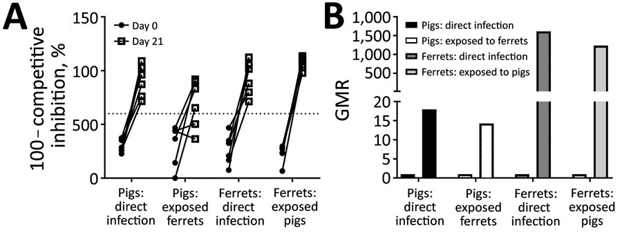 Seroconversion of pigs and ferrets infected with swine influenza A(H1N2) reassortant virus. Serum antibody levels were monitored in groups of pigs and ferrets in interspecies transmission study II to demonstrate seroconversion after infection. A) Influenza A virus nucleoprotein competitive ELISA, showing inverse of competitive inhibition, %. Dotted line indicates lower limit for the positive threshold. B) GMR of hemagglutination–inhibition titer by using a challenge virus antigen. GMR, geometric