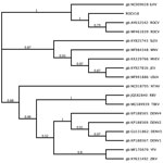 Thumbnail of Phylogenetic analysis of the ROCV nonstructural 5 gene (ROCV18) detected during dengue epidemics in Brazil, 2013, and reference sequences. Tree constructed by using the maximum-likelihood method. Pairwise distances were calculated by using the neighbor-joining algorithm, and node numbers represent bootstrap values (10,000 replicates). GenBank accession numbers are provided. DENV, dengue virus; ILHV, Ilheus virus; JEV, Japanese encephalitis virus; MVEV, Murray Valley encephalitis vir