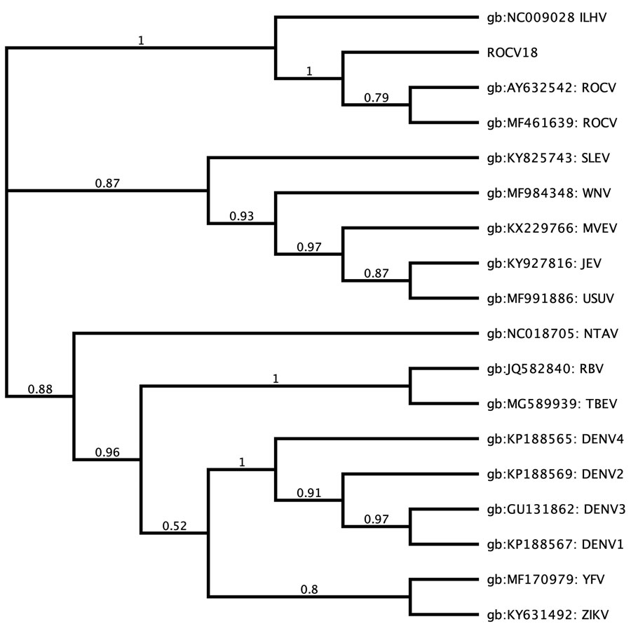 Phylogenetic analysis of the ROCV nonstructural 5 gene (ROCV18) detected during dengue epidemics in Brazil, 2013, and reference sequences. Tree constructed by using the maximum-likelihood method. Pairwise distances were calculated by using the neighbor-joining algorithm, and node numbers represent bootstrap values (10,000 replicates). GenBank accession numbers are provided. DENV, dengue virus; ILHV, Ilheus virus; JEV, Japanese encephalitis virus; MVEV, Murray Valley encephalitis virus; NTAV, Nta