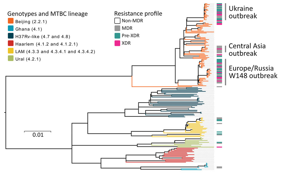Maximum-likelihood phylogeny based on 10,339 SNPs, and employing general time-reversible substitution model for 177 clinical MDR/XDR and non-MDR Mycobacterium tuberculosis complex isolates from southern Ukraine. Branches are color-coded according the phylogenetic classification from Coll et al. (22). Resistance profile bars represent drug resistance classifications based on drug resistance mediating mutations. Scale bar indicates substitutions per site. MDR, multidrug resistant; XDR, extensively