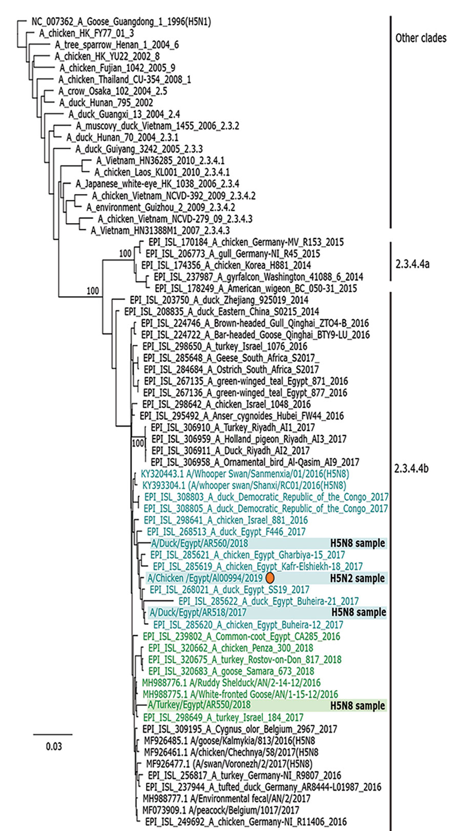 Phylogenetic analysis of the hemagglutinin segments of reassortant highly pathogenic avian influenza H5N2 and H5N8 viruses belonging to clade 2.3.3.4b from Egypt and reference viruses. Sequence analysis was based on alignment analyses by MAFFT version 7.450 embedded in the Geneious software suite, version 11.1.7 (https://www.geneious.com) with manual editing. We performed maximum-likelihood calculations using PhyML version 3.0 (http://www.atgc-montpellier.fr/phyml); we chose the best-fit model a