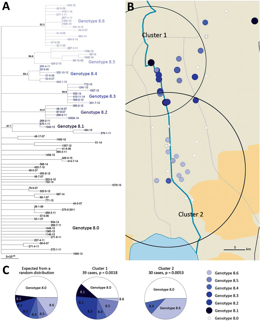 Spatial cluster detection results of Mycobacterium ulcerans genotype 8 for Buruli ulcer patients in Benin and Nigeria. Genotype 8 population was identified in 2 clusters along the Ouémé River. A) Phylogenetic tree of genotype 8 reveals the presence of potentially emerging genotypes. B) Location of the clusters. The analysis shows 2 significant clusters where specific subgenotypes are overrepresented compared to outside of these areas. C) Composition of these 2 clusters compared with the composit
