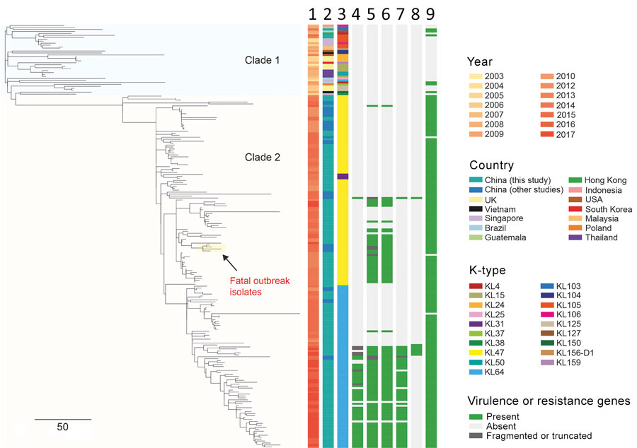 Phylogenetic analysis of 216 CRKP ST11 isolates, China, 2013–2017, including 154 CRKP isolates collected during 2012–2017 in study of bloodstream infections in a tertiary hospital and 62 isolates that were sequenced in previous studies (Appendix 2 Table 1). The phylogenetic tree was obtained by mapping all sequence reads to the hybrid assembly of KP47434 and removing the recombined regions from the alignment. The tree was rooted using ST1731 isolate EuSCAPE_ES29 (ERR1541319), which was included 