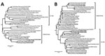 Thumbnail of Phylogenetic tree of hemagglutinin gene (A) and neuraminidase gene (B) gene of influenza virus A/India/TCM 2581/2019(H9N2) from India (black circle) and reference strains. The numbers above the branches are the bootstrap probabilities (%) for each branch, determined by using the MEGA 7.0 (https://megasoftware.net). Human cases from other countries are in bold. Scale bars indicate substitutions per site.