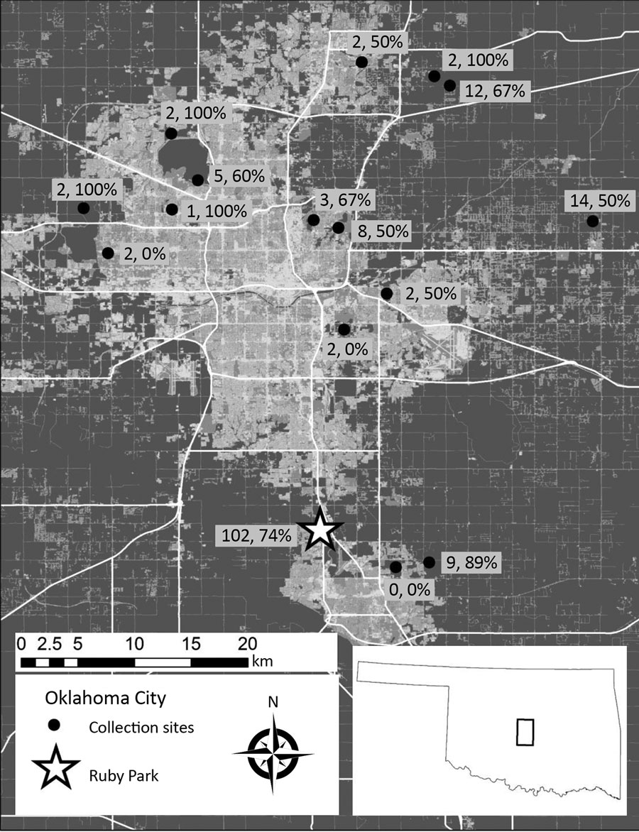 Locations where ticks of the Amblyomma maculatum group were collected (dots) in Oklahoma City, Oklahoma, USA. Numbers of A. maculatum ticks collected and percentage infected with Candidatus R. andeanae are indicated. Star indicates location where Rickettsia parkeri–infected ticks were collected. Figure constructed with ArcMap from highway data from the Environmental Systems Research Institute (Redlands, CA) and the US Geological Survey National Land Cover Database.