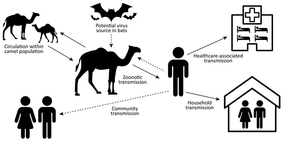 Summary of Middle East respiratory syndrome coronavirus transmission pathways. Solid lines indicate known transmission pathways; dashed lines indicate possible transmission pathways for which supporting evidence is limited or unknown. 