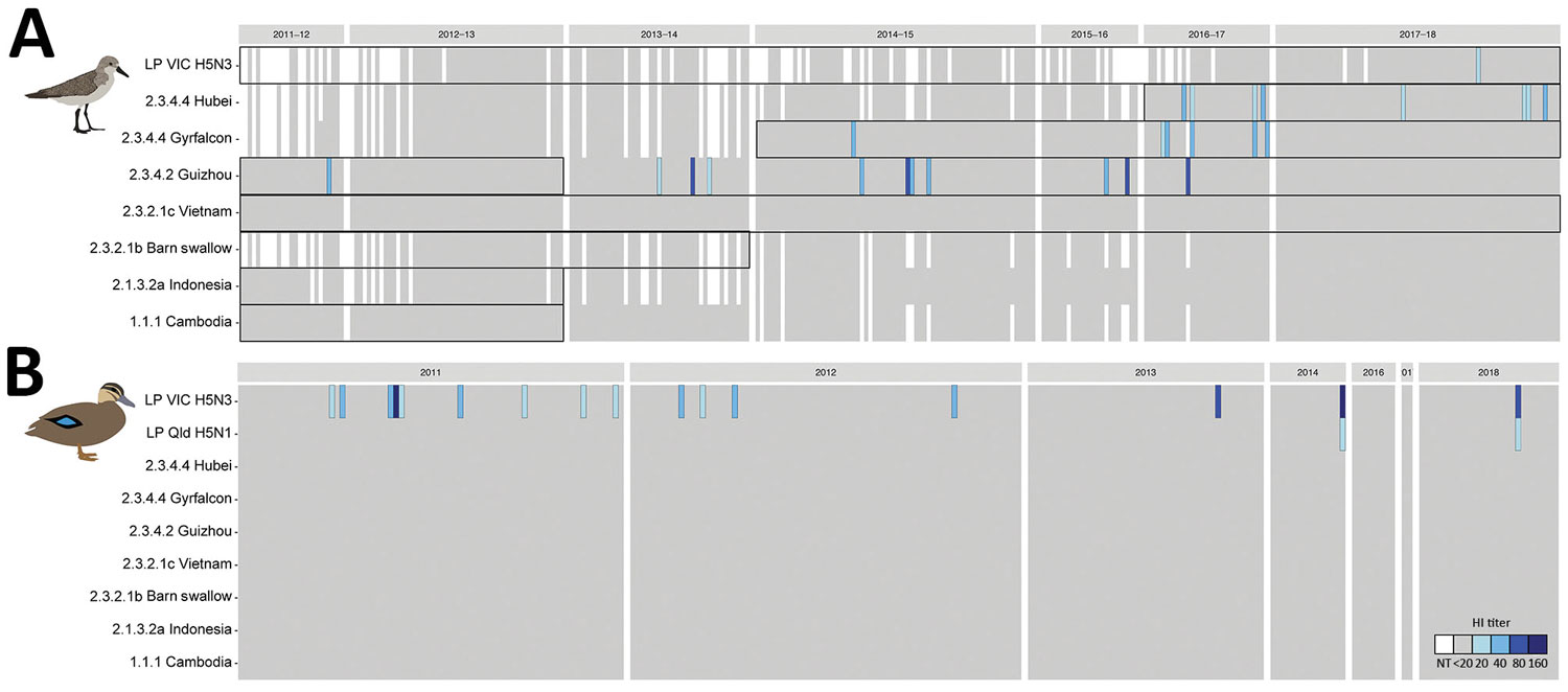 Avian influenza H5 virus hemagglutinin inhibition (HI) antibody patterns, Australia, 2011–2018. A) For red-necked stint, year represents the austral summer period, October–April, when this species has a migratory nonbreeding stopover in Australia. Boxes represent periods of circulation for each strain’s lineage, as determined by genomic sequences (Appendix Table 4). B) For Pacific black duck, year represents calendar year. White indicates untested serum samples; gray indicates a titer &lt;20, th