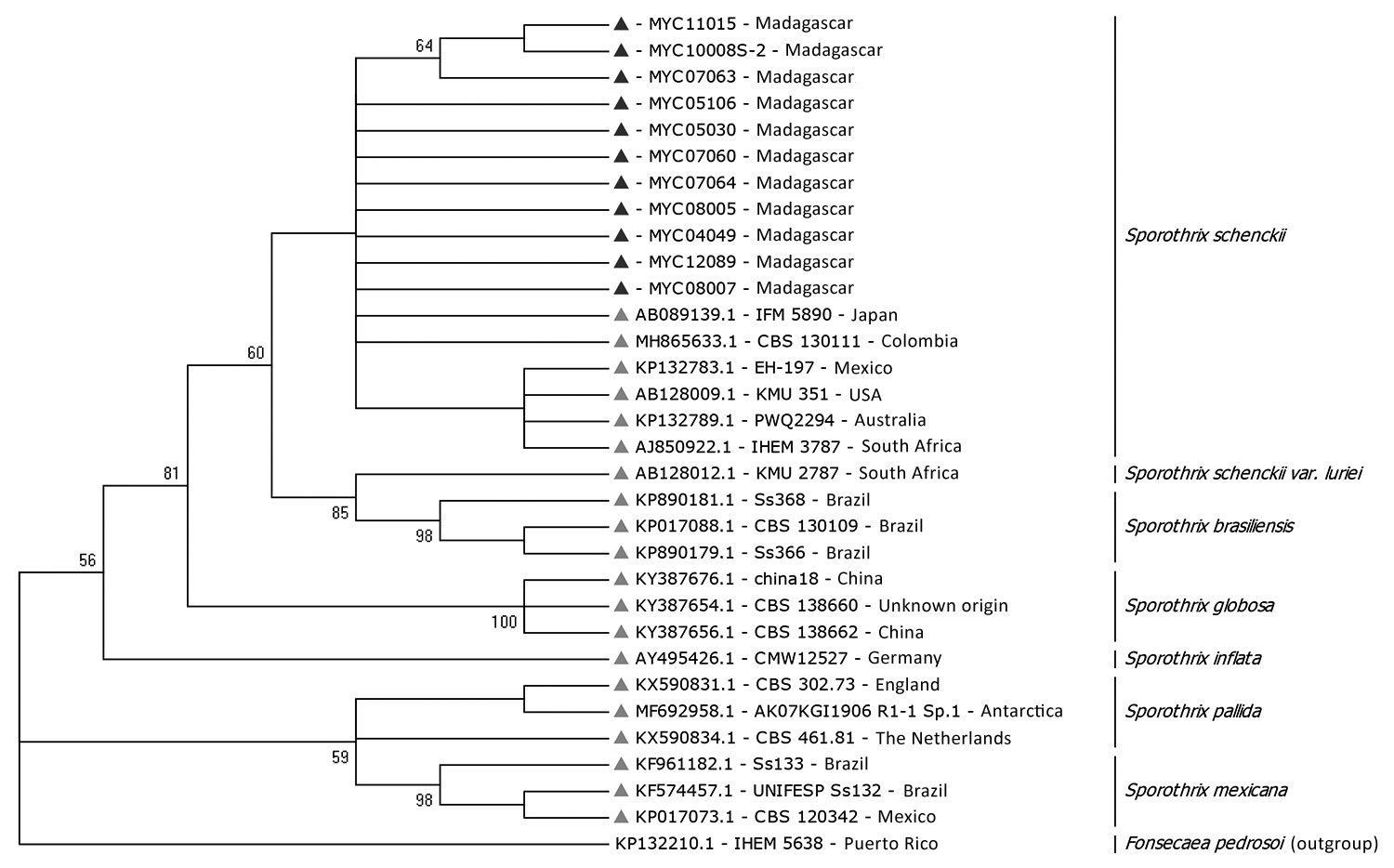 Phylogenetic tree of internal transcribed spacer sequences of Sporothrix schenckii isolates from patients with sporotrichosis, Madagascar, March 2013–June 2017 (black triangles), and reference isolates (gray triangles). Fonsecaea pedrosoi was considered to be out of group. The tree was built by using MEGA7.0 software (https://www.megasoftware.net) and applying the maximum-likelihood method based on the Kimura 2-parameter model (100 bootstrap replicates). Strains are detailed in Appendix 1 Table 