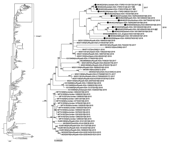 Phylogenetic tree of MERS-CoV whole genome sequences obtained in Saudi Arabia (black dots) compared with 472 previously published human and camel genome sequences from GenBank. Tree inferred using MrBayes version 3.2.6 (https://nbisweden.github.io/MrBayes) under a general time-reversible model of nucleotide substitution with 4 categories of γ-distributed rate heterogeneity and a proportion of invariant sites. Box at the top of the tree on the left shows location of the tree on the right, showing
