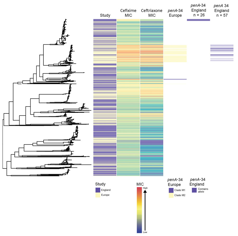 Phylogenetic tree of Neisseria gonorrhoeae isolates from England and other countries in Europe in a study of antimicrobial susceptibility, 2013–2016, including metadata for study type, MICs for ceftriaxone and cefixime, and presence of penA-34 alleles. We sequenced 1,277 isolates; 948 isolates were from other countries in Europe. The penA-34 clades from Europe are labeled M1 and M2, as noted by Harris, et al. (5).