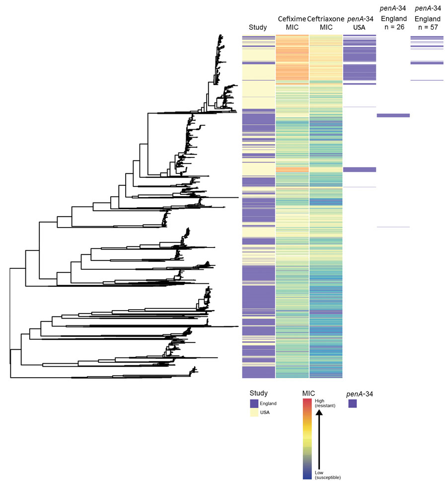 Phylogenetic tree of Neisseria gonorrhoeae isolates from England and the United States in a study of antimicrobial susceptibility, 2013–2016, including metadata for study type, MICs for ceftriaxone and cefixime, and presence of penA-34 alleles. We sequenced 1,277 isolates; 1,114 isolates were from the United States. 