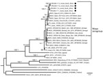 Thumbnail of Maximum-likelihood phylogram of BAGV isolated in samples from Himalayan monal pheasants (black dots), South Africa, 2016–2017. Phylogram represents partial (1,079 nt) nonstructural coding gene 5 (NS5; taxa = 30). Bootstrap support with values &gt;60 indicated on branches with posterior probabilities &gt;0.95 from a maximum clade credibility tree. BAGV strains from this study are available in GenBank under the following accession nos.: ZRU349/17/6, no. MN329586; ZRU350/17/1, no. MN32