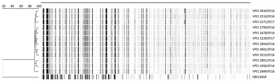 Dendrogram of amplified fragment-length polymorphism analysis of Dirkmeia churashimaensis isolated from 12 cases of fungemia in patients in a neonatal intensive care unit, Delhi, India. The dendrogram was constructed by using unweighted pair group method with averages and the Pearson correlation coefficient. Dendrogram was restricted to fragments of 60–400 bp. CBS 12818, a Pseudozyma aphidis isolate previously reported from neonatal fungemia in India, was included in the analysis. Scale bar indi