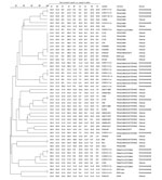 Thumbnail of Genotypes of 21 azole-resistant Aspergillus fumigatus isolates obtained from farm soils in China, 2018 (black dots), and other azole-resistant A. fumigatus isolates from China. This dendrogram was constructed on the basis of a categorical analysis of 9 microsatellite markers (short tandem repeats 2A–4C) by using the UPGMA. Scale bar indicates percentage identity.