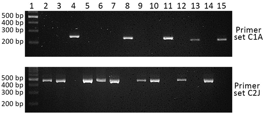 Specificity of PCR primer sets C1A and C2J for discriminating Plasmodium knowlesi infections of cluster 1 and Cluster 2 subpopulations, Kapit division, Sarawak state, Malaysian Borneo. Lane 1, DNA ladder; lane 2, KT025; lane 23, KT027; lane 24, KT029; lane 25, KT031; lane 26, KT042; lane 27, KT055; lane 28, KT057; lane 29, KT114; lane 210, BTG025; lane 211, BTG026; lane 212, BTG033; lane 213, BTG035; lane 214, BTG044; lane 215, BTG062. Primer sequences and amplification conditions are shown in A