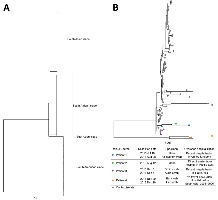 Maximum-likelihood phylogenetic trees of Candida auris isolates from Victoria, Australia, in the context of international publicly available genomes. A) Complete tree; B) South Asian clade. Isolates from 4 patients in Victoria are indicated by colored dots on the inset tree; isolate details and patient travel history are provided in the key. Scale bars indicate substitutions per site.  