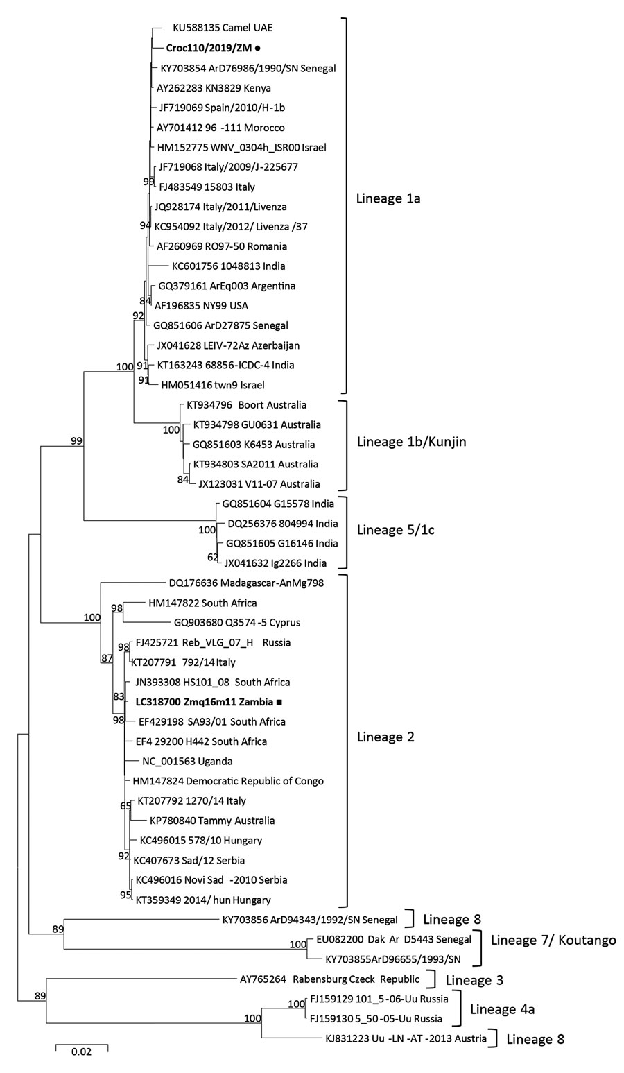 Phylogenetic tree of complete polyprotein amino acid sequences of West Nile virus (WNV) from farmed crocodiles, Zambia (black dot), and reference sequences. Phylogenetic analysis was conducted by using the maximum likelihood method based on the JTT matrix-based model with 1,000 bootstrap replicates using MEGA6 software (https://www.megasoftware.net). Bootstrap values &gt;60% are shown next to the branches. The analysis involved 52 amino acid sequences; there were a total of 3,415 positions in th