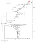 Thumbnail of Phylogenetic analysis of EV-D68 from samples from children at Nationwide Children’s Hospital, Columbus, Ohio, USA, 2011, 2014, and 2018. Phylogenetic tree was constructed using partial viral protein 1 gene sequences. Scale bar indicates changes in base substitutions per site. EV-D68, enterovirus D68.