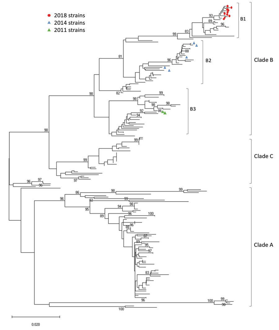 Phylogenetic analysis of EV-D68 from samples from children at Nationwide Children’s Hospital, Columbus, Ohio, USA, 2011, 2014, and 2018. Phylogenetic tree was constructed using partial viral protein 1 gene sequences. Scale bar indicates changes in base substitutions per site. EV-D68, enterovirus D68.