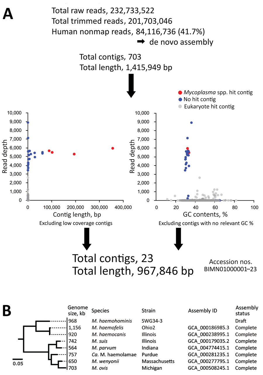Analysis for Candidatus Mycoplasma haemohominis in serum of a 42-year-old man, Japan. A) Prediction that de novo assemblies contained bacteria and human DNA sequences. Bacteria-related sequences were identified by using read depth, % GC, and blastn (https://blast.ncbi.nlm.nih.gov) search results. Read depth indicates how many times next-generation sequencing confirmed the sequence at each nucleotide position. B) Phylogenetic tree of 16S rRNA genes of Mycoplasma spp. The tree was constructed by u
