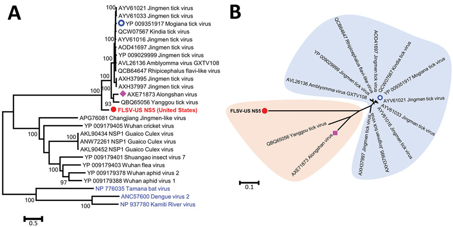 Phylogenetic analyses of FLSV-PN (red) on the basis of NS5 proteins corresponding to amino acid positions 55 to 913 on Jingmen tick virus reference sequence YP_009029999.1. The trees are drawn to scale, with branch lengths measured in the number of substitutions per site. A) Phylogenetic analysis of conventional flaviviruses (blue) and recently identified segmented flavi-like viruses from ticks, mosquitoes, and other arthropods. B) Phylogenetic analysis of viruses closely related to FLSV-PN. Alo