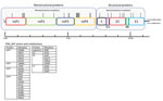 Thumbnail of Schematic representation of the BFV genome showing location of amino acid differences between the PNG_BFV (MN115377) isolate from a child in Papua New Guinea and prototype strain BH2193 (RefSeq accession no. NC_001786.1). Amino acid substitutions in the PNG_BFV genome are shown in nonstructural proteins nsP1–4 (n = 19) and structural proteins C, E1–3, and 6K (n = 9) and listed below the schematic. BFV, Barmah Forest virus; C, capsid; E, envelope; nsP, nonstructural protein; PNG, Pap