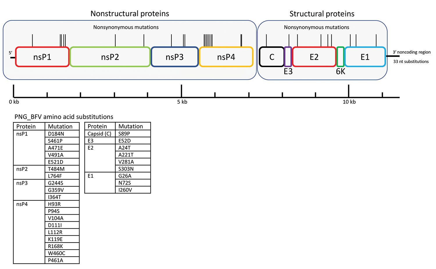 Schematic representation of the BFV genome showing location of amino acid differences between the PNG_BFV (MN115377) isolate from a child in Papua New Guinea and prototype strain BH2193 (RefSeq accession no. NC_001786.1). Amino acid substitutions in the PNG_BFV genome are shown in nonstructural proteins nsP1–4 (n = 19) and structural proteins C, E1–3, and 6K (n = 9) and listed below the schematic. BFV, Barmah Forest virus; C, capsid; E, envelope; nsP, nonstructural protein; PNG, Papua New Guinea